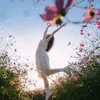 hanna_le567