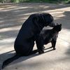 doggie19561956