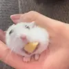 chippyyy000
