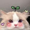 janejiwd