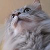 floofybug