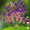 nazira_123456
