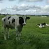 amjusttryn