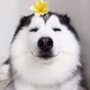 ttdai0
