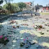 userustepg50vg