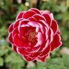 wanloverose
