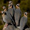 muddaser_nazar0786