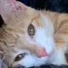 catof9tales