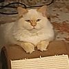 shroedingerscat71