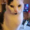 thefrasercats