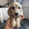longboy_louis