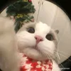 levandann.py