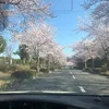 georgiafrancisco3