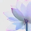 tulipthik_ve2409