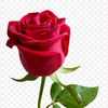 lina.marlina5774