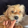 bobhenriquedog