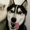 kokkodaniel