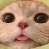 mznekw