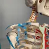 physiphysi