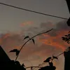 bao_doil