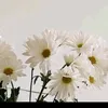 andini45453
