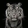nihad_______7