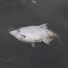 jo_hsch