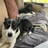 sarahhill3740