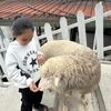 zurazurain1