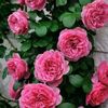 user1jpjulpin6