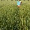 mesya2578
