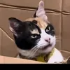 nayzawmg33