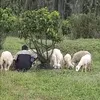 bucifarm