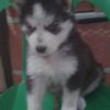 carloss_522