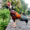 trinh_quoc_toan_97