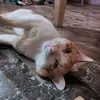mgcatss