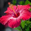 petitefleur372