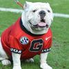 bulldog_brian