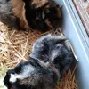 meerschweinchen86