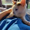 ilikecats1458