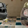 bigratvn