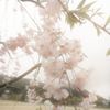 soft_vibes_007