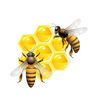 ma_beeworld
