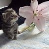 catl0.ver