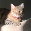 lilyrave