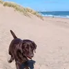 eli_bev