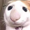 shinnububuuu