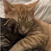 ilovekittens972