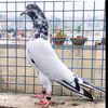 essoh25