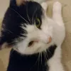 victoria_has_cats